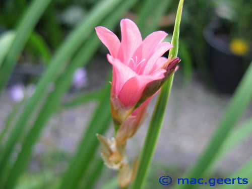 Dierama pauciflorum